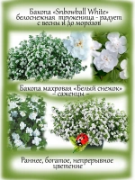 Бакопа Белый Снежок вегетативная