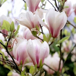 Магнолия Суланжа ‘Alba Superba’ (C2) Закупка М37