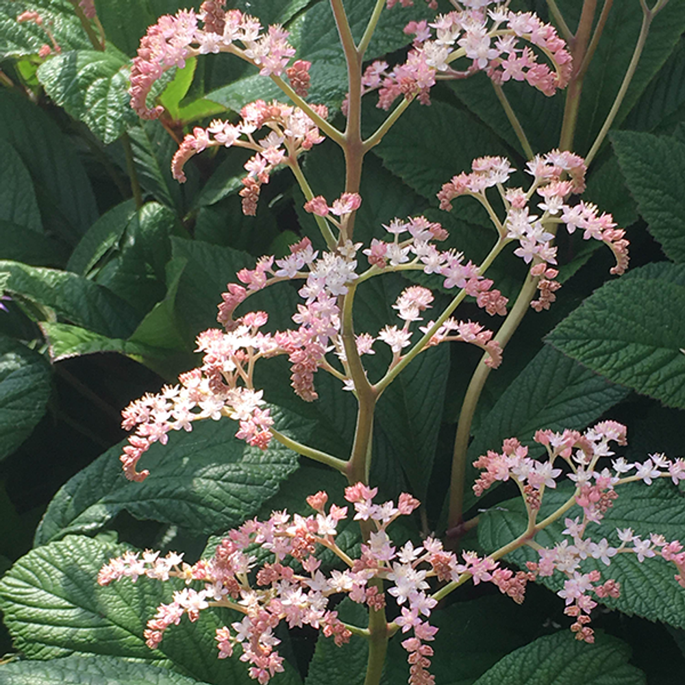 Цветник для тени "Ивовая роща".