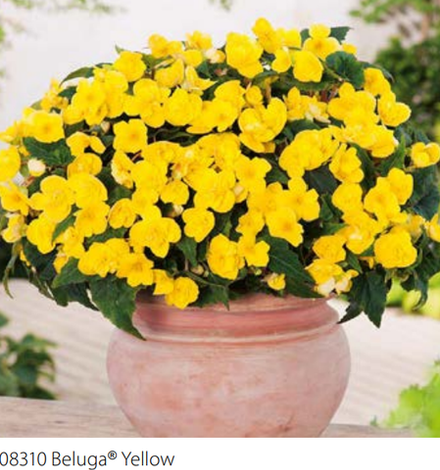 Бегония Beluga Yellow ЕВРО укоренный черенок ОКС