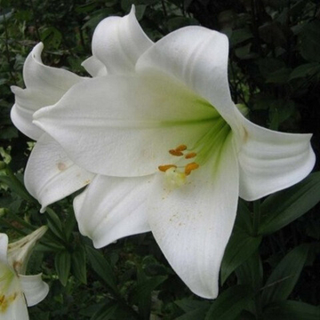 Лилия Трубчатая Уайт Си