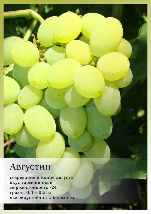 Виноград Августин Закупка М70 июнь 2026