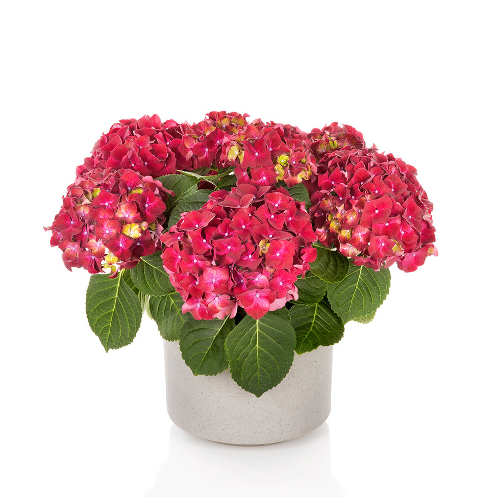 Hi Vulcano (Хай Вулкано) Р12 Европа 2029