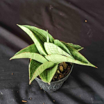 Сансевиерия HOBBIT