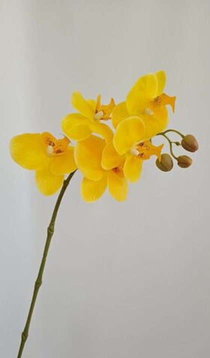 Орхидея "Перфект" 5 соцветий
