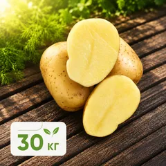 Картофель белый «Гала» деревенский / 30 кг