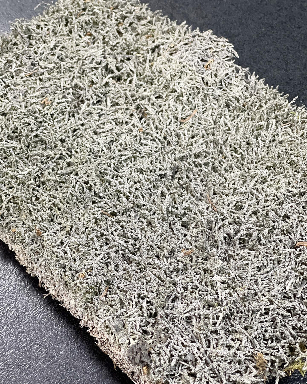 Мох натуральный пластовой «Лофт»