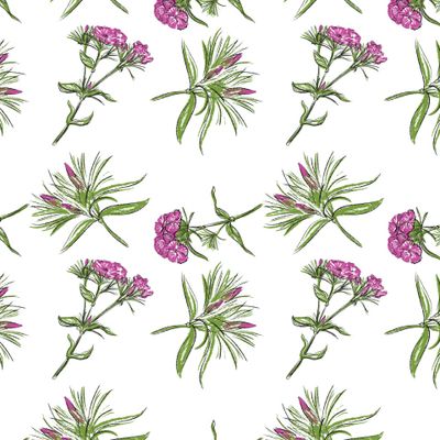 Садовая гвоздика