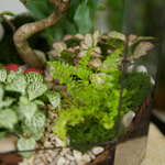 Готовый флорариум Ботанический сад Фикус XL