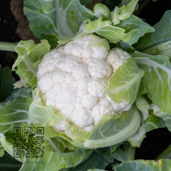 Леонел_F1_семена_капусты_цветной_Rijk_Zwaan_капуста – фото 3