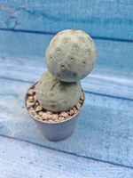 Tephrocactus Geometricus (Тефрокактус)