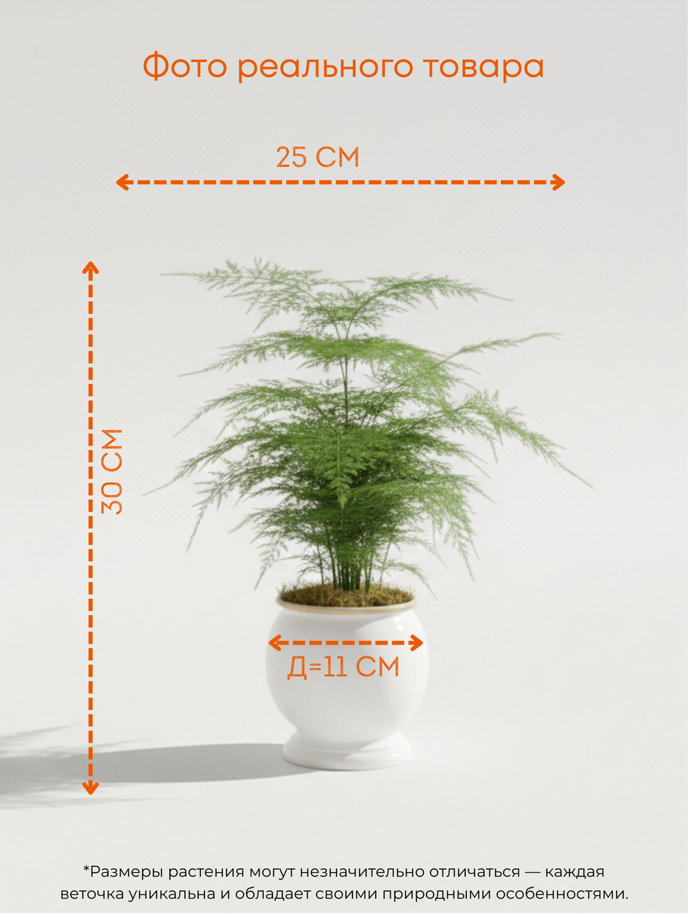 Аспарагус Earth Mexican Fern пластиковый горшок д.12