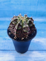 Gymnocalycium T-Rex Pink hybride (Гимнокалициум T-rex)