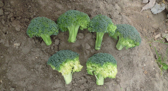 Лорд F1 семена капусты брокколи (Seminis / Семинис) – фото 6