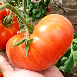 Помидоры Абрикос