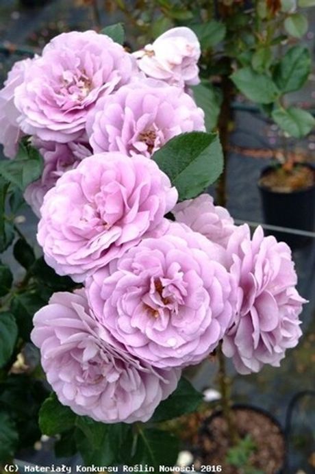 Леди Парфюм (Lady Perfume)