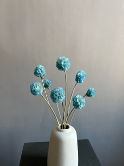 Скабиоза голубая