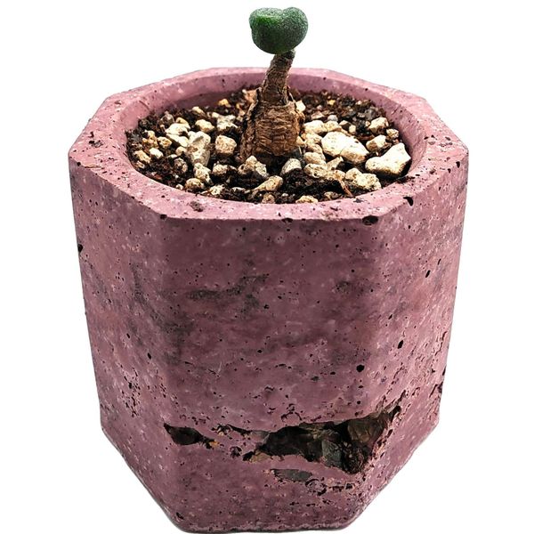 Тилекодон Опелии