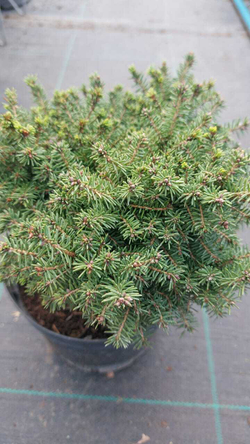 Ель picea Little Gem