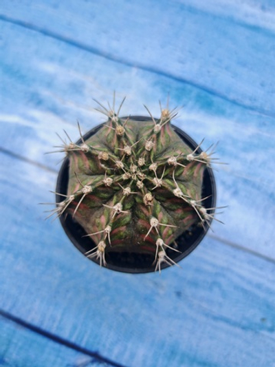 Gymnocalycium T-Rex Pink hybrid (Гимнокалициум T-rex)