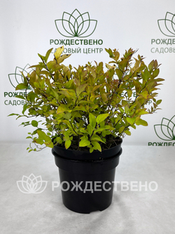 Спирея японская Голден Принцесс
