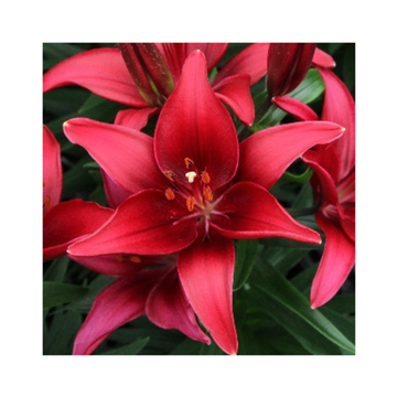 Лилия Тайни Гост Генетически Низкорослая До 45 См