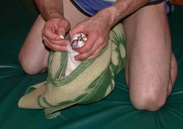 Дать коту лекарство – и остаться в живых