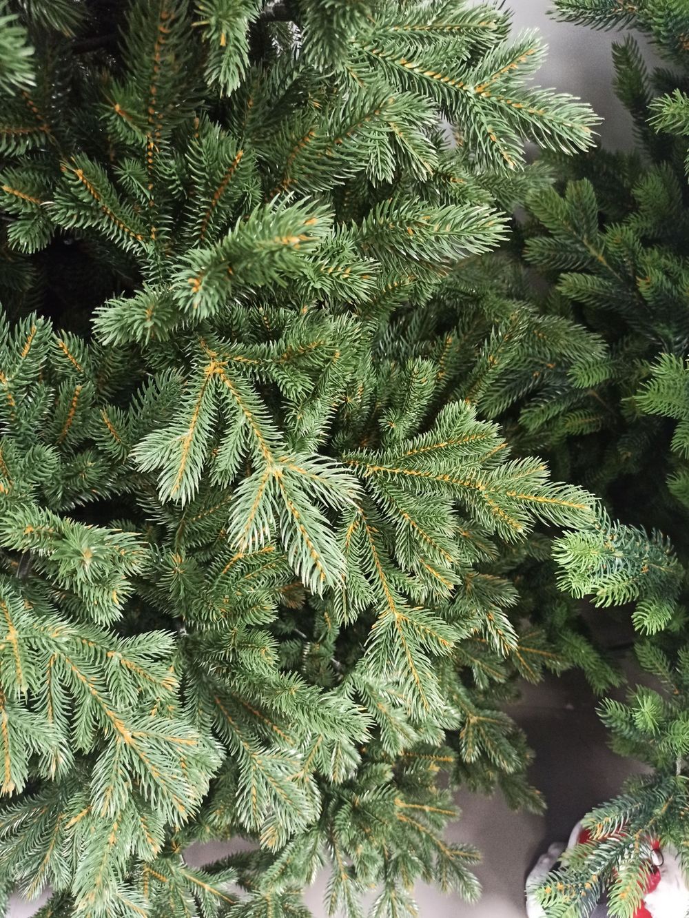 Ель с шишками «Чарующая» (Литая хвоя) от 1,8 м до 2,4 м