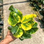 Кротон KWAK THONG KAM