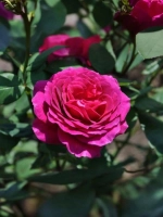 Роза чайно-гибридная Биг Пёрпл