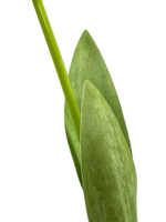 Тюльпан белый