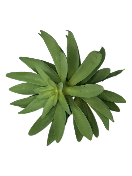 Суккулент 129 зеленый