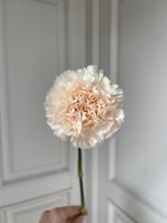 Диантус в оттенке брют