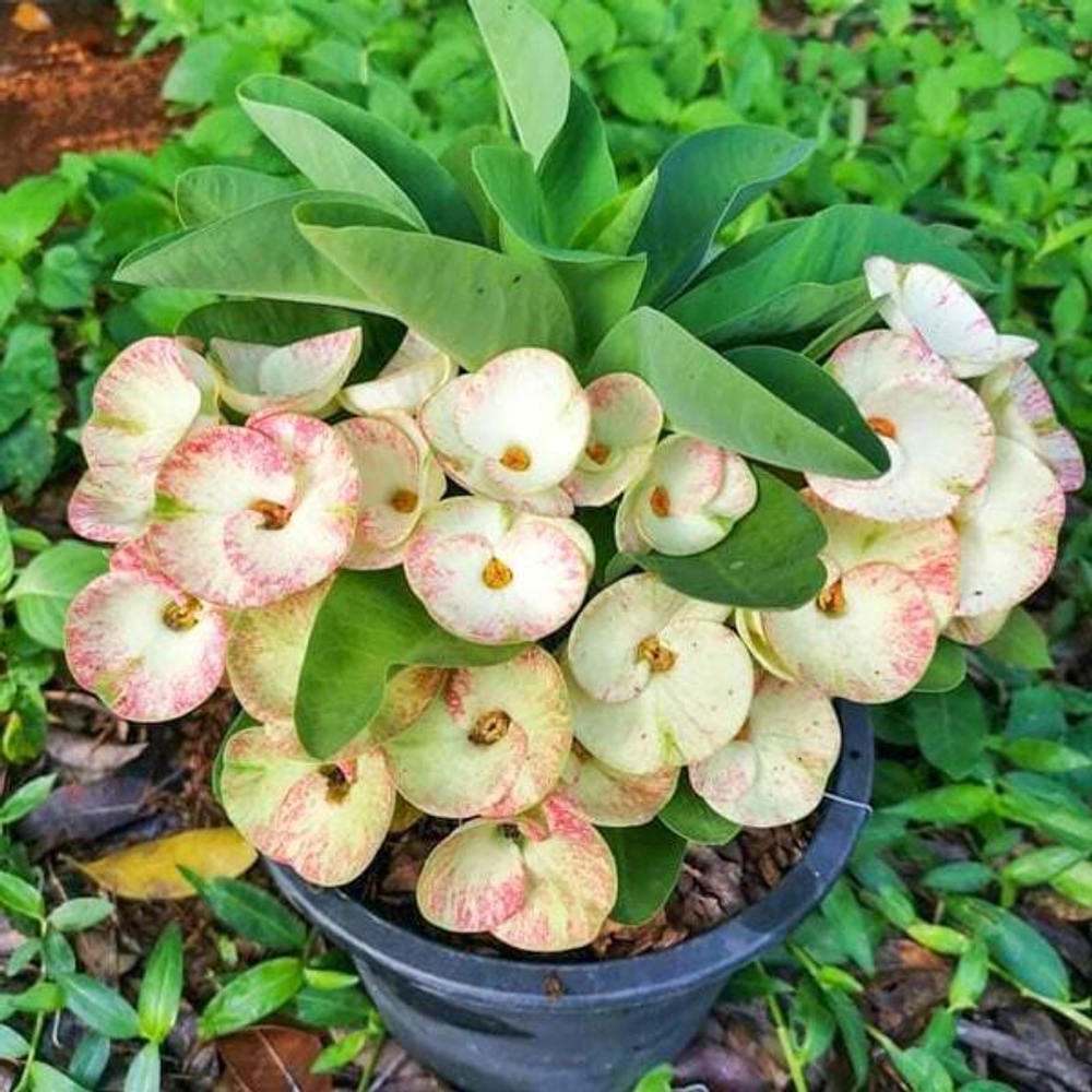 Эуфорбия Миля KAENG DAO