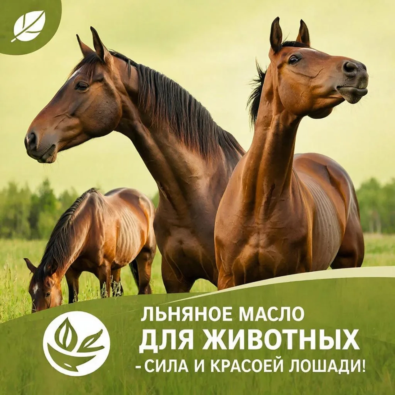 Масло льняное для животных