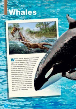 The Killer Whale А1/А2 Книга для чтения с ссылкой на электронное приложение