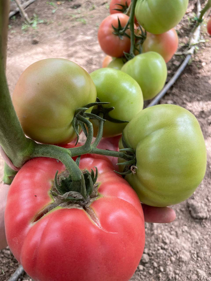 Мануза F1 семена томата индетерминантного Rijk Zwaan-Райк Цваан купить оптом – фото 3