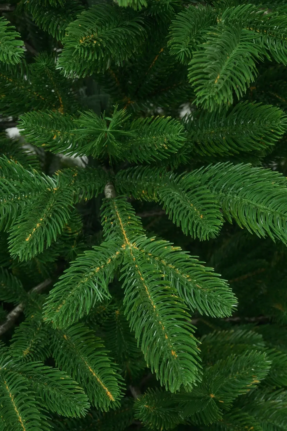 Ель искусственная Никитская 200 см., 100 % литая хвоя, ЕлкиТорг (217200)