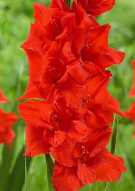 Гладиолус крупноцветковый Магма луковица март 2026