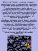 Колеус Отелло