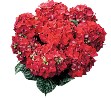 Гортензия крупнолистная (Macrophylla) Hot red 12 шт.