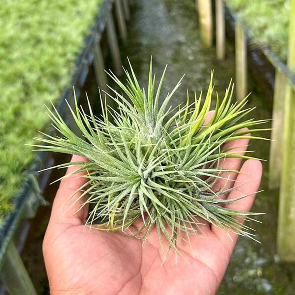 Тилландсия ionantha Stricta (T86)