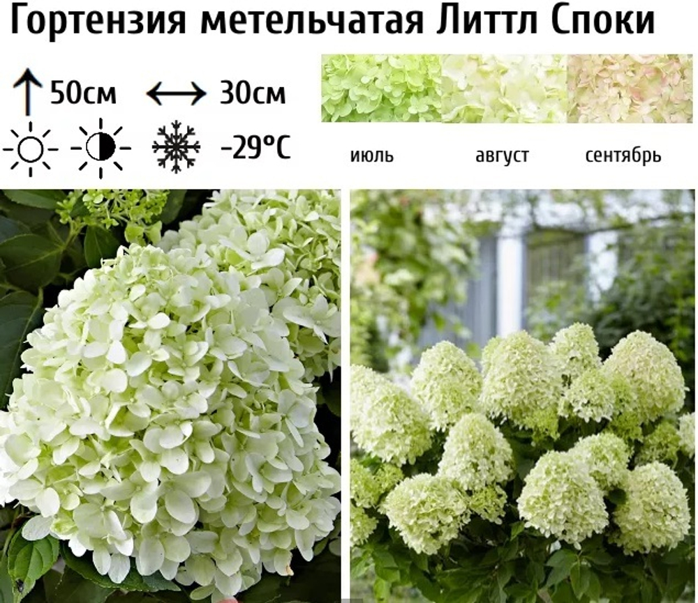 Гортензия метельчатая Литл спукки 1л Закупка М23 сентябрь 2025