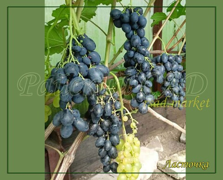 Виноград Ласточка