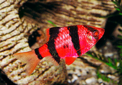 Барбус Гло Фиш Красный