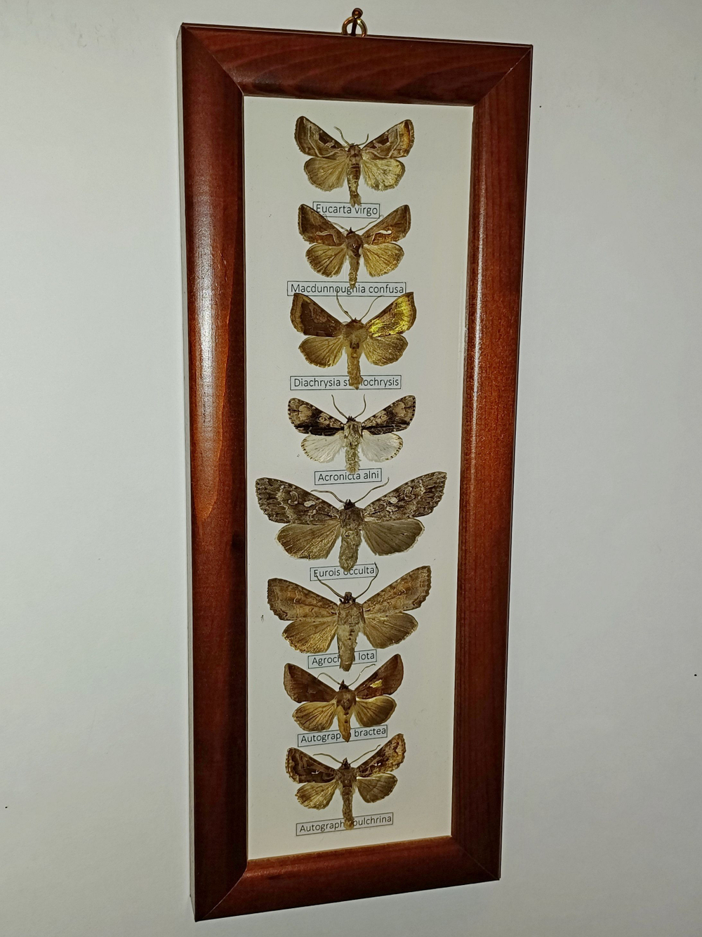 Бабочки Совки в рамке