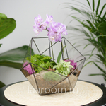 Флорариум с орхидеей Икос