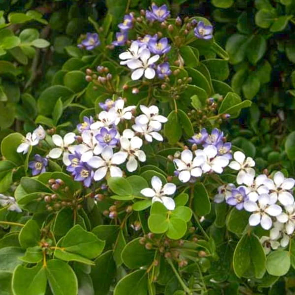 Гваякум лекарственный – Guaiacum officinale