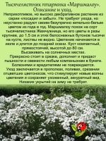 Тысячелистник маршмеллоу птармика аналог гипсофилы