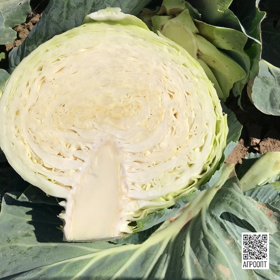 Корсума F1 семена капусты белокочанной (Rijk Zwaan / Райк Цваан) в поле – фото 2